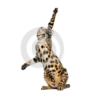 Young Bengal cat on hind legs and pawing (5 months old)