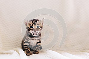 Young Bengal cat meow while sitting on bed at home