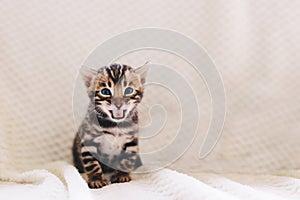 Young Bengal cat meow while sitting on bed at home photo