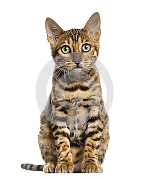 Young Bengal cat sitting (5 months old), isolated