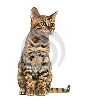 Young Bengal cat sitting (5 months old), isolated