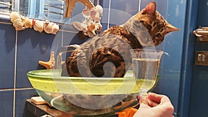Young bengal cat sitting in the glass slink and drinking sparkling wine from the wineglass. Funny background