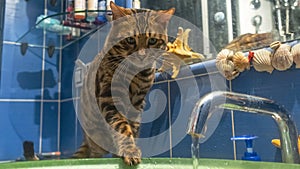 Young bengal cat sitting next to the glass slink and playing with flowing water. Funny background. Animal concept