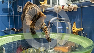 Young bengal cat sitting next to the glass slink and playing with flowing water. Funny background. Animal concept