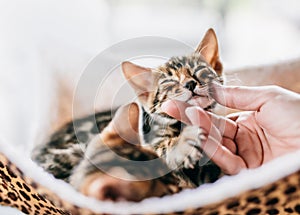 Young Bengal cat stroked under chin by a woman hand
