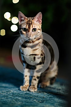 Young Bengal Cat Studio Portrait
