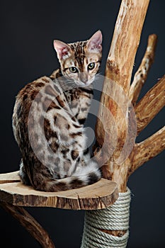 Young Bengal Cat Studio Portrait