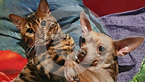 Young bengal cat and toy terrier dog together in bed. Cat and dog looking at the camera. Friendship concept