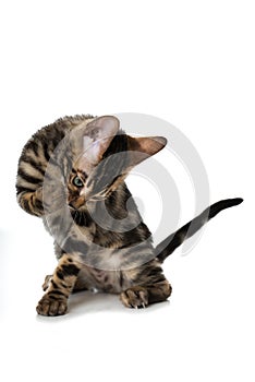 Young bengal kitten licks its paw