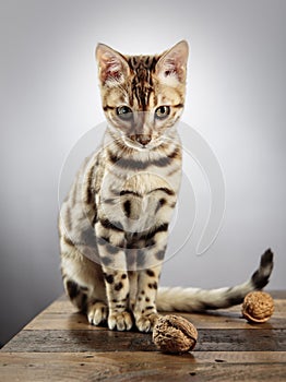 Young Bengal Kitten Studio Portrait