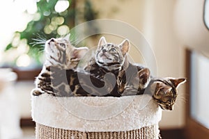 Young Bengal kittens in a basket. Cat breeding in home