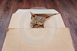 Young bengal kitty cat sitting inside of brown paper box