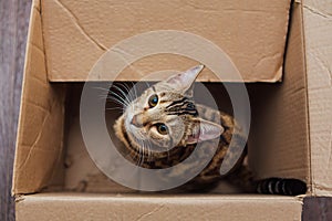 Young bengal kitty cat sitting inside of brown paper box