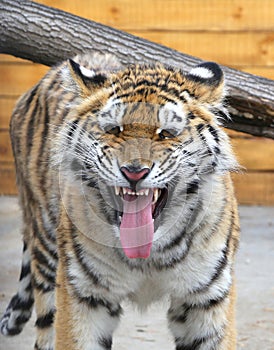 A young Bengal tigress growls furiously. A beautiful wild animal