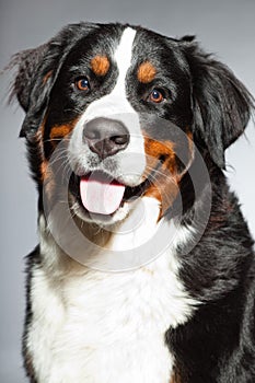 Young berner sennen dog. photo