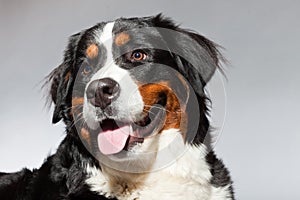 Young berner sennen dog.