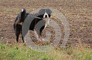 Young bernese mountain dog on a field. The word AZUBI on the harness means apprentice in German