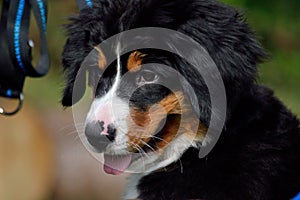 Young Bernese Mountain dog looking ingenuously