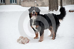Young Bernese Mountain Dog playing with a toy in the snow
