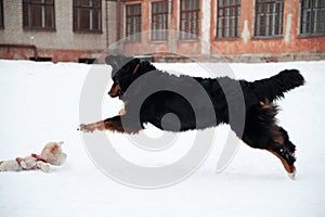 Young Bernese Mountain Dog playing with a toy in the snow