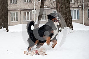 Young Bernese Mountain Dog playing with a toy in the snow