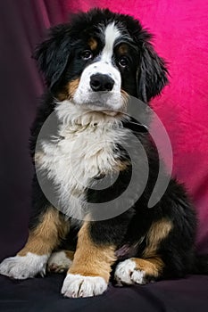 Young Bernese Mountain Dog Portrait