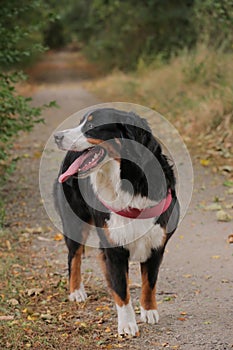 Young bernese mountain dog on a walkway