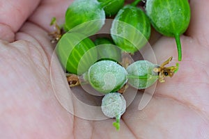 Young berries of gooseberry damaged by Powdery mildew fungi. Plant