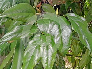 Young betel leaves are shiny when seen during the day