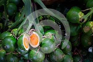 Young betel palm nut