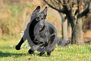 Young big black dog German Shepherd gallop outside across garden park, meadow maybe behind the cat, hare, rabbit or ball