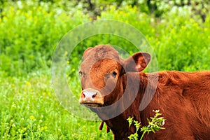 Young big brown dairy cow, livestock, heifer grazes on a farm among green grass in pasture, milk