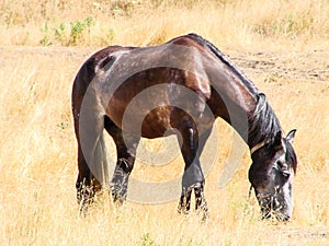 A young big brown horse grazes in the steppe.