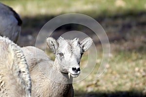 Young big horn sheep