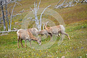 Young big horn sheep