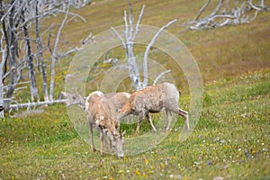 Young big horn sheep