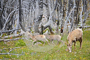 Young big horn sheep