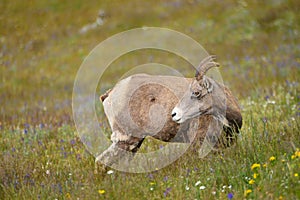 Young big horn sheep