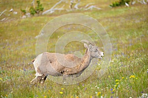 Young Big horn sheep in Mount Washburn hiking trail, Yellowston photo