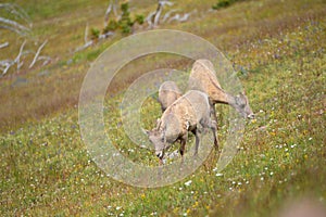 Young Big horn sheep in Mount Washburn hiking trail, Yellowston