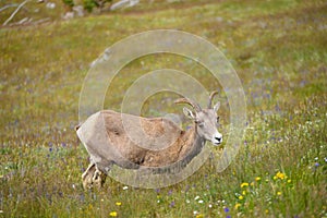 Young Big horn sheep in Mount Washburn hiking trail, Yellowston