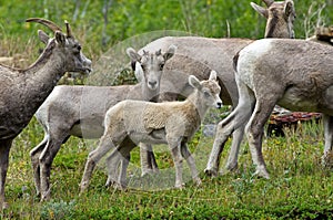 Young Big Horn Sheep