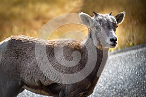 Young Big Horn Sheep