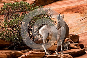Young Big Horn Sheep On Red Rocks