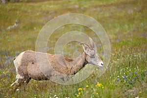 Young big horn sheep