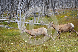 Young big horn sheep