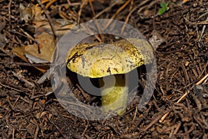 Young big mushroom Tricholoma equestre closeup.