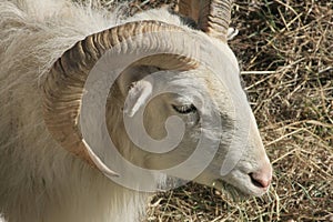 Young Bighorn Ram