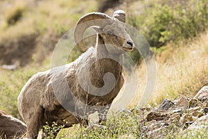 Young bighorn ram