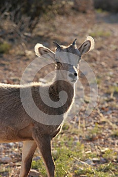 Young bighorn sheep